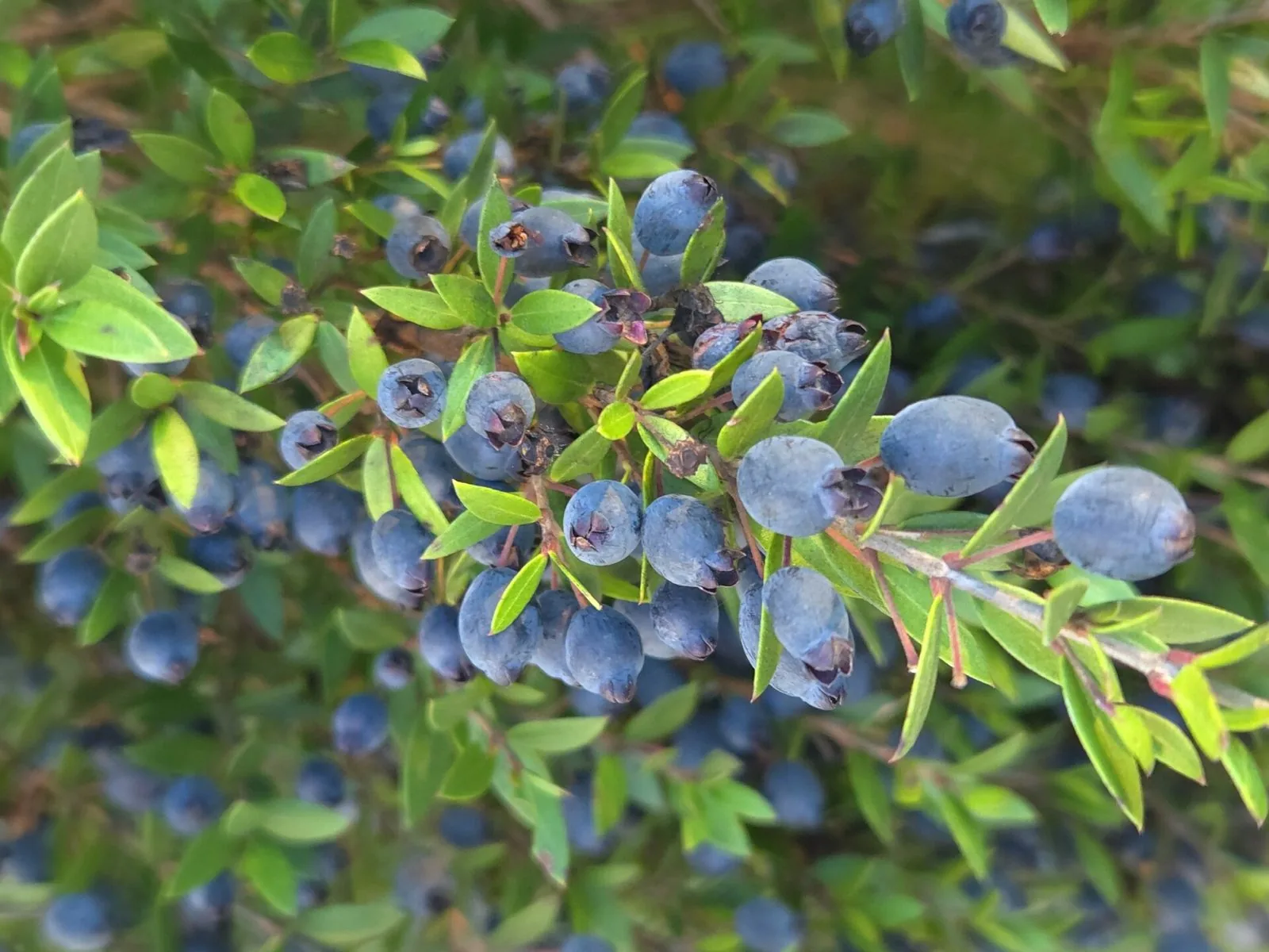 Rametto di mirto carico di bacche mature blu scuro tra le foglie verdi